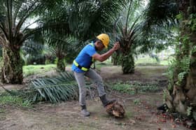 Malaysia to file WTO legal action against EU over restrictions on palm biofuel