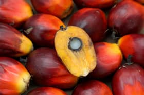 China to increase palm oil imports next year, says Deputy PM