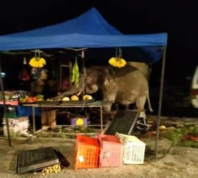 Amukan gajah liar di Kota Tinggi, peniaga rugi RM1,000