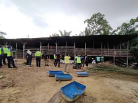 Ceroboh Hutan Simpan Bukit Cerakah: Ternakan disita, tiga lelaki ditahan