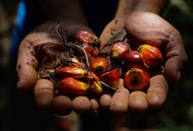 Misi promosi sawit Malaysia berjaya, China tambah import tahun depan