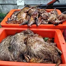 Sultan Ibrahim murka pemburuan haram makin berleluasa di Johor