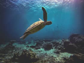 Empower sea turtle conservation efforts — Expert