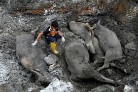 Livestock breeders’ cooperation needed to curb haemorrhagic septicaemia — Exco