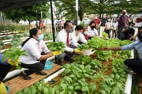 Penang eyes launching 100 community urban farming hubs by 2025