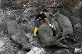 Veterinar: Kerbau mati mengejut bukan kejadian pertama tahun ini