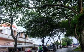 DBKL kekal pokok teduhan berusia sebagai warisan alam