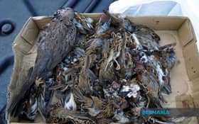 80 house sparrows found dead, allegedly poisoned by farmer