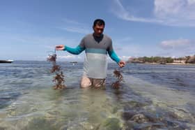 With foreign tourists gone, Balinese rediscover seaweed farming