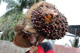 UK should open market wider for Malaysian palm oil — MPOA