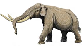 80,000-year-old fossil of Stegodon elephant found in Perak