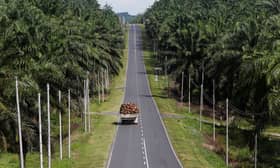 Malaysia, Indonesia push for stronger cooperation in palm oil industry