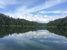 New mobile app to raise awareness on forest conservation