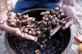 Cockles galore at Pandak Beach, Terengganu this monsoon season