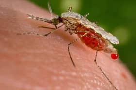 Malaria death toll to exceed Covid-19's in sub-Saharan Africa - WHO