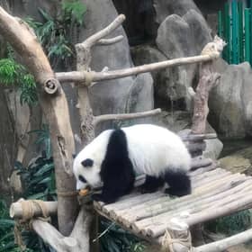 Decision to return to panda must take into account Malaysia-China agreement