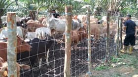 No anthrax cases in Malaysia since 1976, says DVS