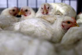 Chicken cartel: MyCC denies certain politicians being investigated