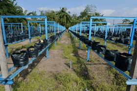 MB: Selangor actively modernising agriculture, producing quality results