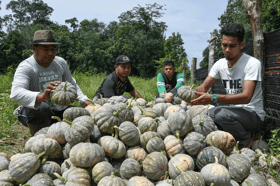 Youth participation in agriculture still low, deputy minister