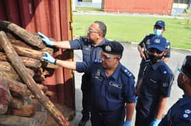 Kastam tumpaskan cubaan seludup 11 tan kayu RM6.3 juta