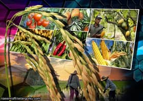 Output of several vegetables and fruits misses 100 pct SSR in 2021 — MAFS