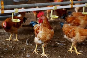 JPV, DOSM collecting data on chicken supply