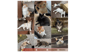 Over 100 stray cats rescued by Selangor Royal couple