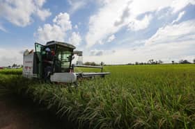 202 hektar sawah di Selangor 'tiru' kaedah penanaman Sekinchan