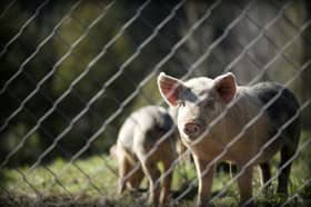 Culling, disposal of swine population infected with African Swine Fever completed — Vet Dept