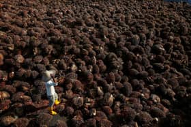 KPK seeks to halt import, sale of products with discriminatory labelling against palm oil