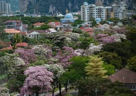 'Musim Sakura' warnai Kuala Lumpur bagai di Jepun, Korea Selatan