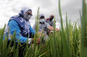 Benih padi jenis NMR152 mampu hasilkan sehingga 10 tan sehektar