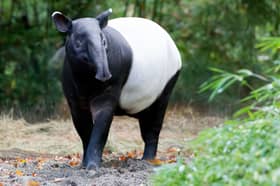 92 Malayan tapirs killed in five years due to road accidents in the country