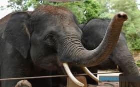 Gajah liar naik minyak, pijak mati lembu, rosakkan tanaman