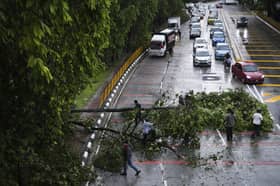 DBKL cutting down high-risk shady trees from June to July