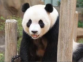 Giant panda gives birth to third cub at Zoo Negara