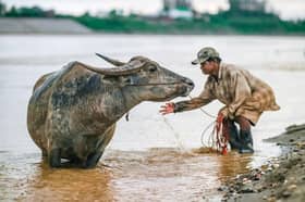 Laos temporarily bans import, export of cattle amid infectious skin disease outbreak