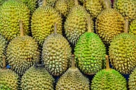 Durian prices expected to increase by 100 pct this year — Mafi