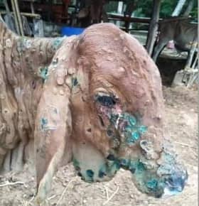 இறைச்சியில் நோய்த் தொற்று இல்லாதிருப்பதை உறுதி செய்ய கால்நடைகள் மீது தீவிர கண்காணிப்பு