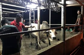 Malaysia suspends cattle, buffaloes import from Thailand