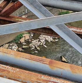 Dead fish in Sungai Penchala: Factory suspected of releasing effluents into drain