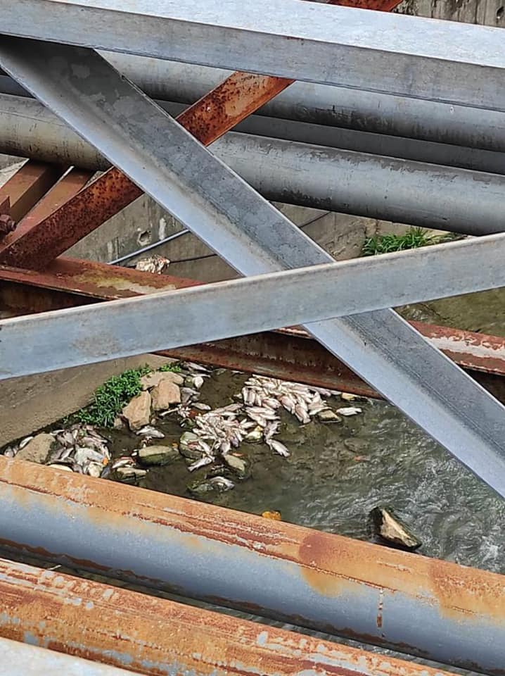 LUAS kesan kilang punca ratusan ikan mati di Sungai Penchala