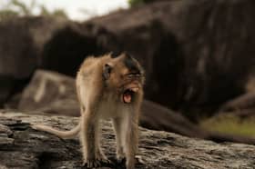 Baby girl injured in monkey attack