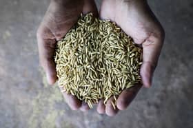 Projek tanaman di Sabak Bernam langkah berani negeri pacu industri pertanian