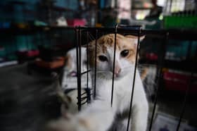 Mikrocip, pemandulan boleh tangani kes aniaya kucing