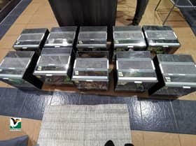 Perhilitan rampas 12 ekor tarantula pelbagai spesies