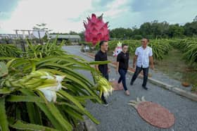 Inovasi jadi penyelamat perniagaan buah naga ketika pandemik
