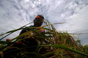 Lebih 100 pesawah terjejas di DUN Sabak terima bantuan RM200, alatan tani