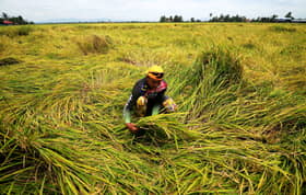 Bekalan beras negara kekal stabil, mampu tampung keperluan rakyat